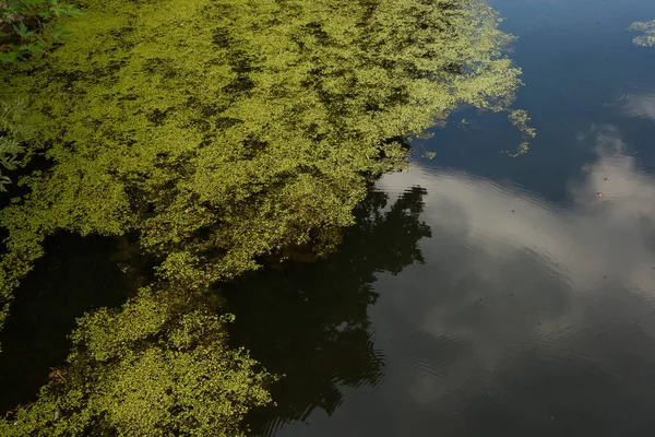 Lagoa Coberta Com Plantas Aquáticas Verdes — Fotografia de Stock
