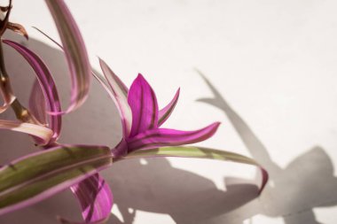 Renkli Tradescantia yaprakları. Seçici odak (DOF)