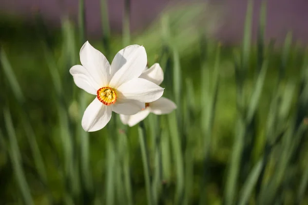 White daffodils. Narcissus flower. Small depth of field