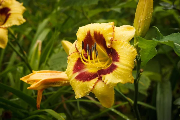 Flores Amarelo Daylily Hemerocallis Bumble Bee Entre Plantas Jardim Close — Fotografia de Stock