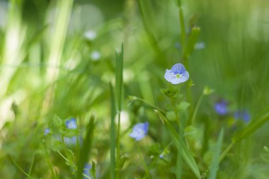 Veronica arvensis bahçede. Küçük alan derinliği
