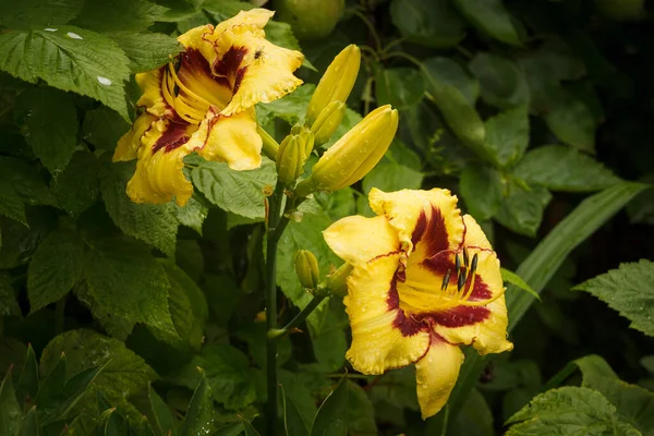 Kwiaty Żółtej Lilii Dziennej Hemerocallis Bumble Bee Wśród Roślin Ogrodzie — Zdjęcie stockowe