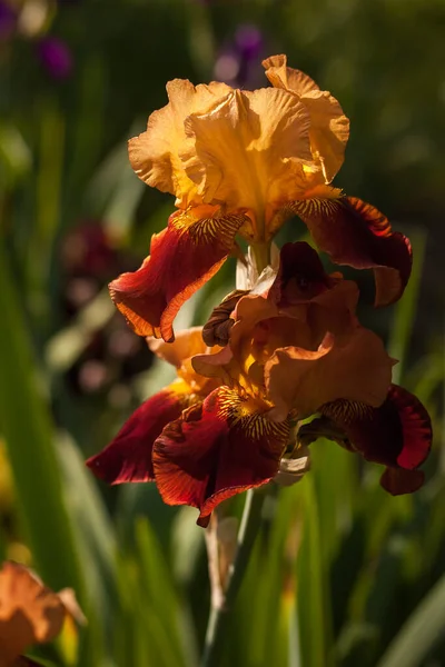 Yaz Bahçesinin Içinde Güzel Turuncu Irisler Küçük Alan Derinliği — Stok fotoğraf