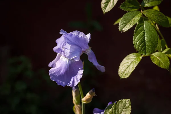 Yaz Bahçesinin Içinde Güzel Mavi Süsen Çiçekleri Küçük Alan Derinliği — Stok fotoğraf