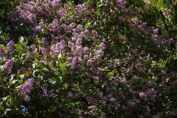 Цветы Сиринги Syringa Vulgaris Небольшая Глубина Резкости Естественный Фон — стоковое фото