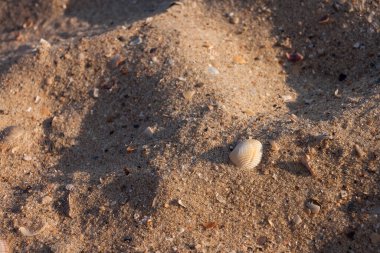 Kumsalda deniz kabuğu. Kumsal. Küçük alan derinliği