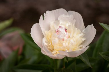 Yeşil yaprakların arasında beyaz şakayık (Paeonia) çiçeği. Küçük alan derinliği
