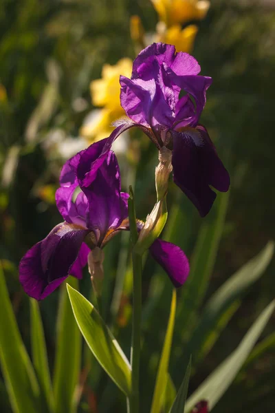 Vackra Lila Iris Bland Sommarträdgården Liten Skärpedjup — Stockfoto