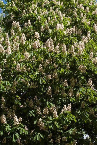 Kastanjebloesems Witte Kleur Natuurlijke Achtergrond — Stockfoto