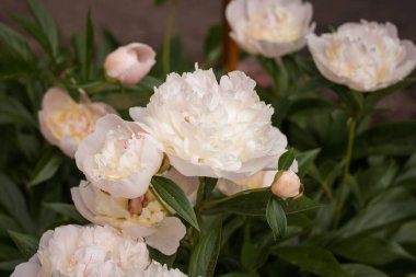 Yeşil yaprakların arasında beyaz şakayık (Paeonia) çiçeği. Küçük alan derinliği