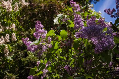 Şırınga çiçekleri (şırınga vulgaris). Küçük bir alan derinliği. Doğal arkaplan