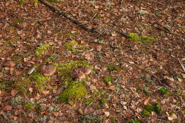 Edible Mushroom Sarcodon Imbricatus Coniferous Forest — Stock Photo, Image