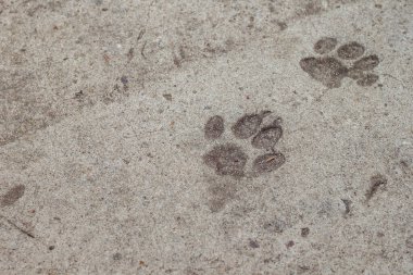Beton. Doku. Kedi ayak izleri.