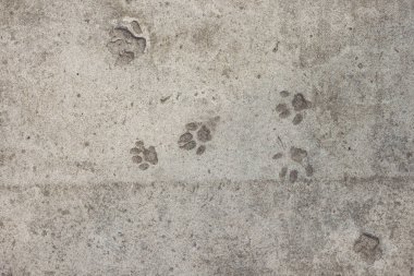 Beton. Doku. Kedi ayak izleri. Üst görünüm