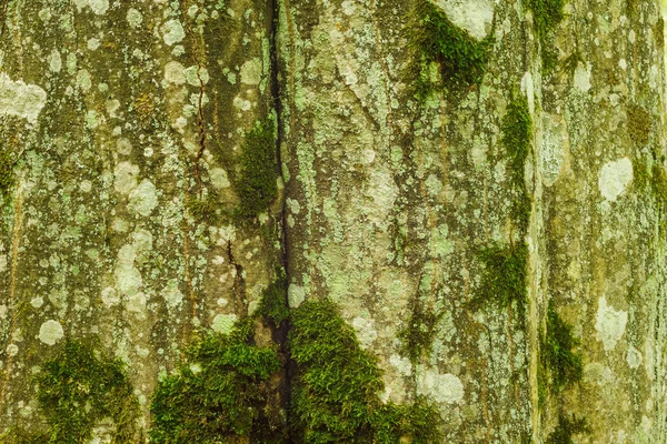 Κορμός Του Δέντρου Καλύπτεται Βρύα Και Λειχήνες Γάβγισε Ένα Δέντρο — Φωτογραφία Αρχείου