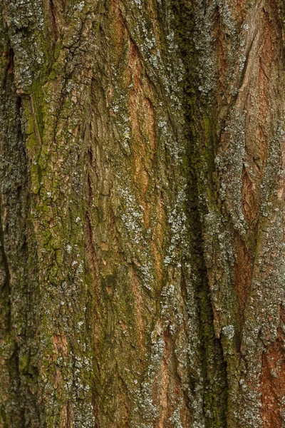 단풍나무 텍스처 메이플 줄기를 가까이 — 스톡 사진