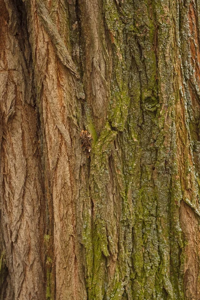 Maple Bark Texture Background Close — Stock Photo, Image
