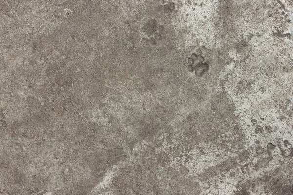 Beton Doku Kedi Ayak Izleri — Stok fotoğraf
