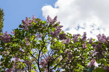 Şırınga çiçekleri (şırınga vulgaris). Küçük bir alan derinliği. Doğal arkaplan