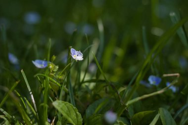 Veronica arvensis bahçede. Küçük alan derinliği