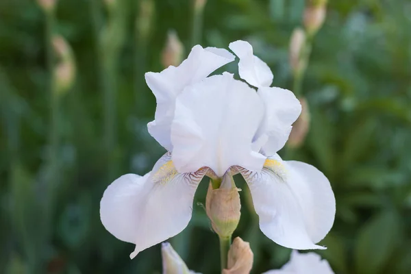 Yaz Bahçesinin Arasında Güzel Beyaz Irisler — Stok fotoğraf