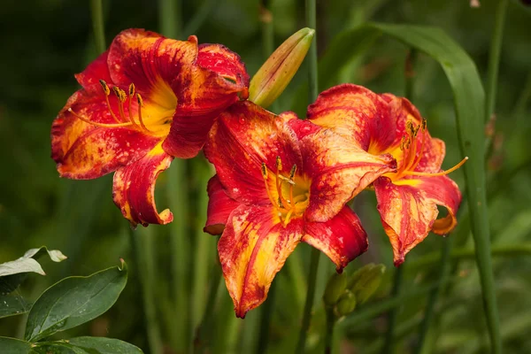 Bahçedeki Bitkiler Arasında Kırmızı Renkli Hemerocallis Yaban Arısı Çiçekleri Yakın — Stok fotoğraf