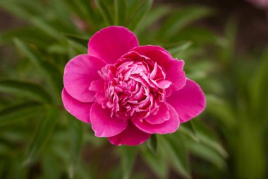 Yeşil yaprakların arasında pembe şakayık (Paeonia) çiçeği