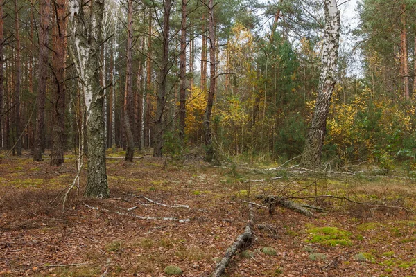 Stock image Birchs in a pine forest. Close-up