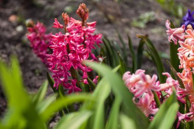 Sümbül (sümbül). Bahar çiçekleri. Küçük alan derinliği