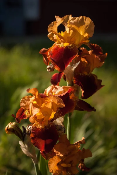 Bellissimi Iris Arancioni Tra Giardino Estivo Piccola Profondità Campo — Foto Stock