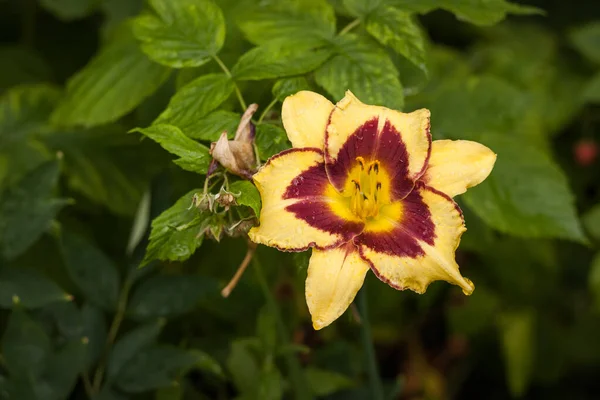 Bahçedeki Bitkiler Arasında Sarı Renkli Hemerocallis Yaban Arısı Çiçekleri Yakın — Stok fotoğraf