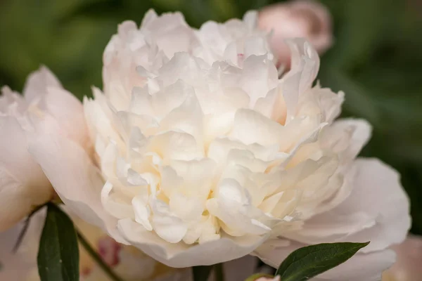 緑色の葉の間に白い牡丹 Paeonia の花を咲かせます 畑の深さが小さい — ストック写真