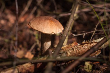 Yenilebilir mantar kapağı boletus (Leccinum scabrum). Küçük alan derinliği