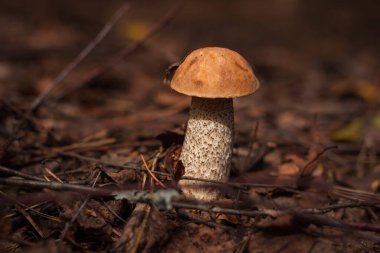 Yenilebilir mantar kapağı boletus (Leccinum scabrum). Küçük alan derinliği