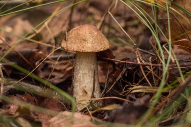 Yenilebilir mantar kapağı boletus (Leccinum scabrum). Küçük alan derinliği