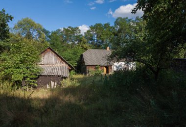 Abandoned old wooden house among the green trees and tall grass. Rural landscape.