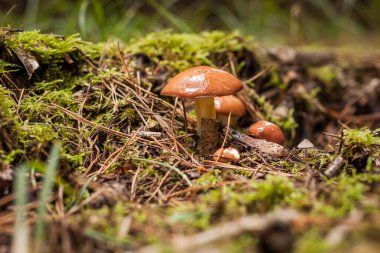 Yenebilir mantar Suillus Luteus yosunların arasında yetişir.