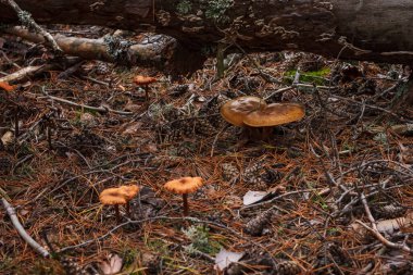 Sonbahar ormanındaki yosunların arasında güzel bir mantar.