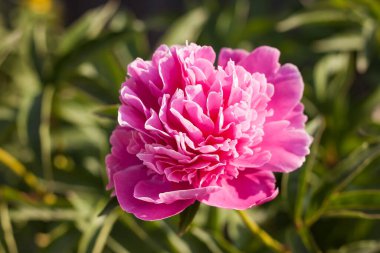 Yeşil yaprakların arasında pembe şakayık (Paeonia) çiçeği. Küçük alan derinliği