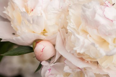 Yeşil yaprakların arasında beyaz şakayık (Paeonia) çiçeği. Küçük alan derinliği