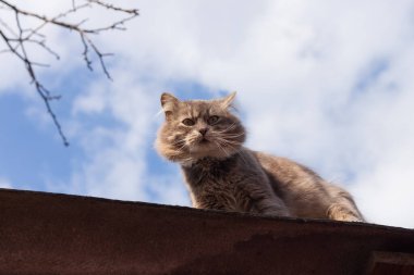 Mavi gökyüzünün arka planında gri bir kedi