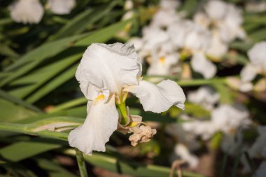 Yaz bahçesinin içinde güzel beyaz irisler. Küçük alan derinliği
