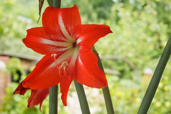 Red Flower Amaryllis Amaryllidaceae Close — Stock Photo, Image