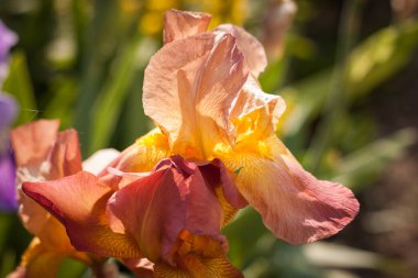 Yaz bahçesinin içinde güzel krema süsen çiçekleri. Küçük alan derinliği