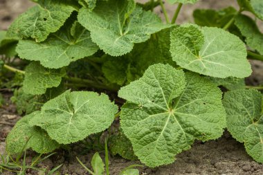 Genç ve yeşil yaban ördeği yaprakları. Yakın plan. Alanın küçük derinliği (DOF) 