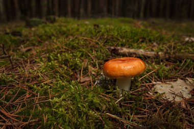 Kozalaklı ormandaki yeşil yosunlarda Russula