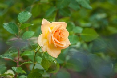 Yellow Rose among plants in the garden. Close-up. Small depth of field
