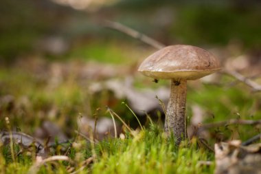 Yenilebilir mantar kapağı boletus (Leccinum scabrum). Küçük alan derinliği