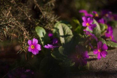 Bahçedeki bitkilerin arasında Primrose Primula çiçekleri. Küçük alan derinliği