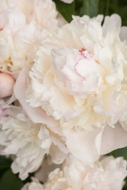 Yeşil yaprakların arasında beyaz şakayık (Paeonia) çiçeği. Küçük alan derinliği